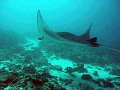 Bali diving
